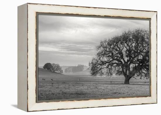 Petaluma Winter Oak Landscape, Northern California-Vincent James-Framed Premier Image Canvas