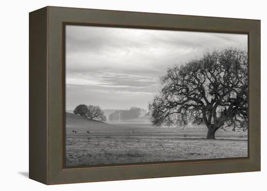 Petaluma Winter Oak Landscape, Northern California-Vincent James-Framed Premier Image Canvas