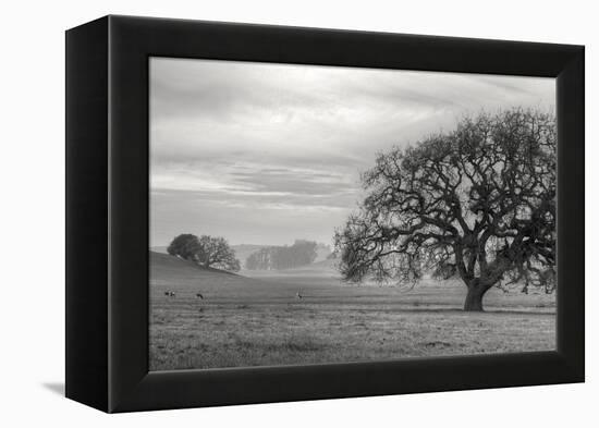 Petaluma Winter Oak Landscape, Northern California-Vincent James-Framed Premier Image Canvas