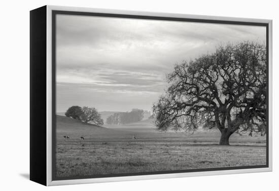 Petaluma Winter Oak Landscape, Northern California-Vincent James-Framed Premier Image Canvas