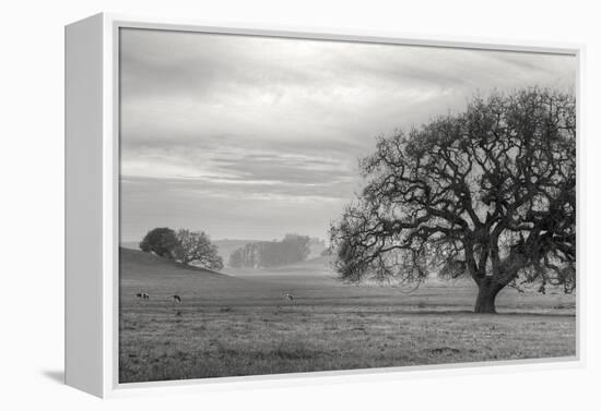 Petaluma Winter Oak Landscape, Northern California-Vincent James-Framed Premier Image Canvas