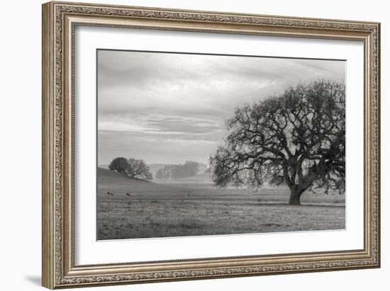 Petaluma Winter Oak Landscape, Northern California-Vincent James-Framed Photographic Print