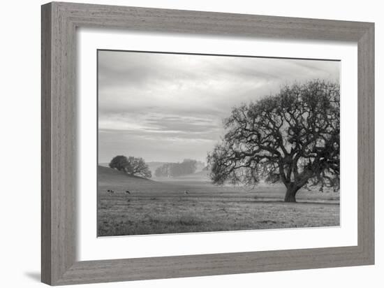 Petaluma Winter Oak Landscape, Northern California-Vincent James-Framed Photographic Print