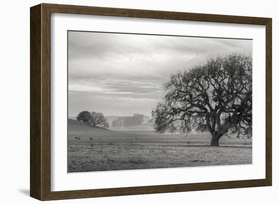 Petaluma Winter Oak Landscape, Northern California-Vincent James-Framed Photographic Print