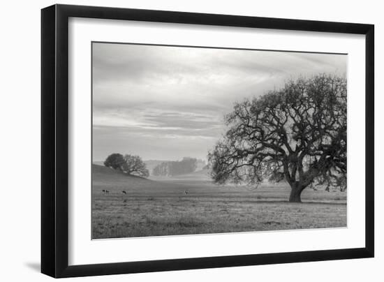 Petaluma Winter Oak Landscape, Northern California-Vincent James-Framed Photographic Print