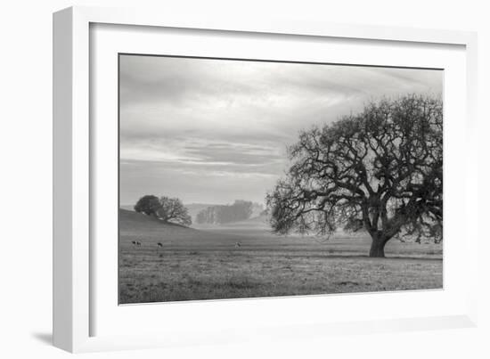 Petaluma Winter Oak Landscape, Northern California-Vincent James-Framed Photographic Print