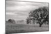 Petaluma Winter Oak Landscape, Northern California-Vincent James-Mounted Photographic Print