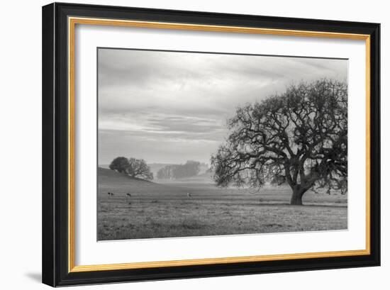 Petaluma Winter Oak Landscape, Northern California-Vincent James-Framed Photographic Print