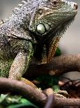 Green Iguana at Exotic Animal Exhibition, Sofia, Bulgaria-Petar Petrov-Mounted Photographic Print