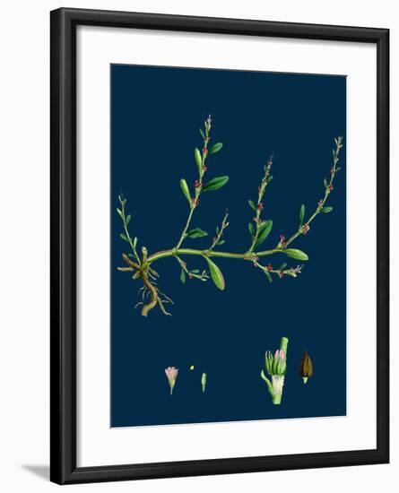 Petasites Albus; White Coltsfoot-null-Framed Giclee Print