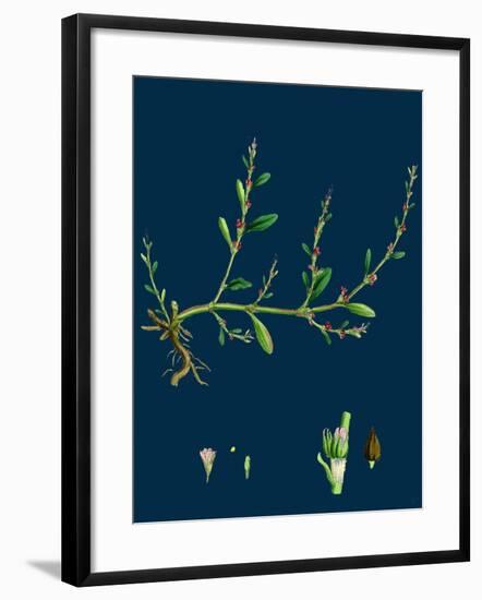 Petasites Albus; White Coltsfoot-null-Framed Giclee Print