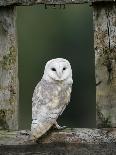 Barn Owl, in Old Farm Building Window, Scotland, UK Cairngorms National Park-Pete Cairns-Photographic Print