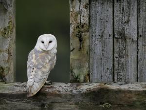 Barn Owl, in Old Farm Building Window, Scotland, UK Cairngorms National Park by Pete Cairns