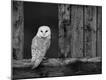 Photographic Print
