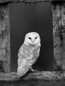 Beautiful Owls Black And White Photography Artwork For Sale