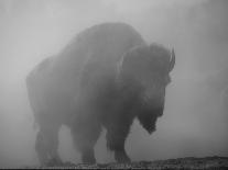 Bison, Bull Silhouetted in Dawn Mist, Yellowstone National Park, USA-Pete Cairns-Photographic Print