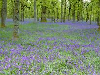 Bluebells Flowering in Beech Wood Perthshire, Scotland, UK-Pete Cairns-Photographic Print