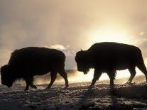 Two Bison Silhouetted Against Rising Sun, Yellowstone National Park, Wyoming, USA-Pete Cairns-Photographic Print