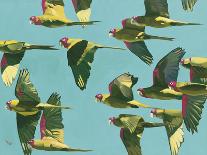 Parrots in Flight - Retro-Pete Hawkins-Stretched Canvas