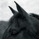 Horse Head-Pete Kelly-Giclee Print