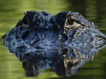 American Alligator (Alligator Mississippiensis), Okefenokee National Wildlife Refuge, Florida, Usa-Pete Oxford-Photographic Print