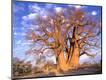 Premium Photographic Print