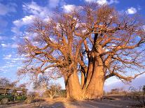 Baobab, Okavango Delta, Botswana-Pete Oxford-Photographic Print