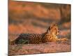 Photographic Print