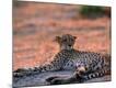 Photographic Print