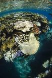 Coral Reef Diversity, Fiji-Pete Oxford-Photographic Print