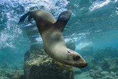 Galapagos Sea Lion Underwater, Galapagos, Ecuador-Pete Oxford-Photographic Print