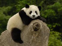 Giant Panda Baby, Wolong China Conservation and Research Center for the Giant Panda, China-Pete Oxford-Photographic Print
