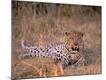 Photographic Print