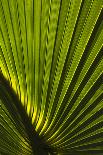 Coral Reef Diversity, Fiji-Pete Oxford-Photographic Print