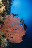 Galapagos Sea Lion Underwater, Galapagos, Ecuador-Pete Oxford-Photographic Print