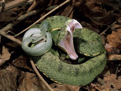 Two Striped Forest Pit Viper Snake with Young, Fangs Open