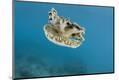 Premium Photographic Print