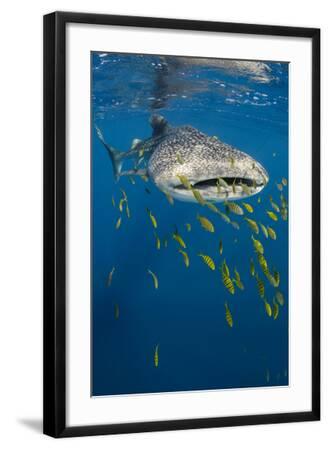 whale-shark-and-golden-trevally-cenderawasih-bay-west-papua