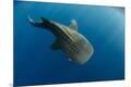Premium Photographic Print