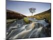 Photographic Print