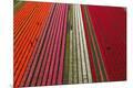 Premium Photographic Print