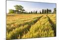 Premium Photographic Print