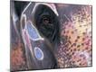 Premium Photographic Print