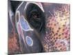 Premium Photographic Print