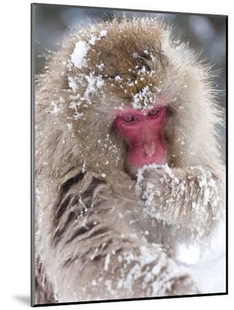 Japanese Macaque (Macaca Fuscata)/ Snow Monkey, Joshin-Etsu