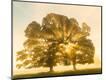 Photographic Print