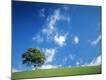 Photographic Print