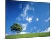 Photographic Print
