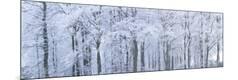 Premium Photographic Print