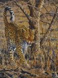 Safari II-Peter Blackwell-Framed Art Print